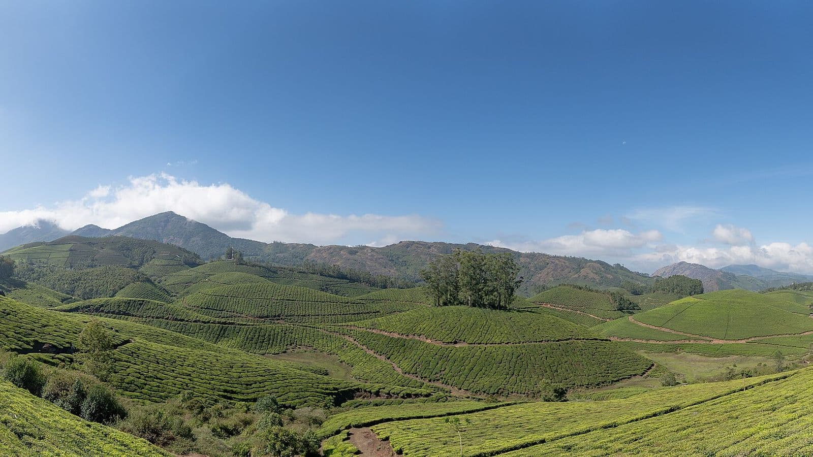 Tea plantations terraced across the hills at Munnar, Kerala