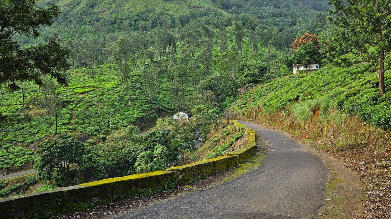 A Western Ghats road curving through mist above tea slopes